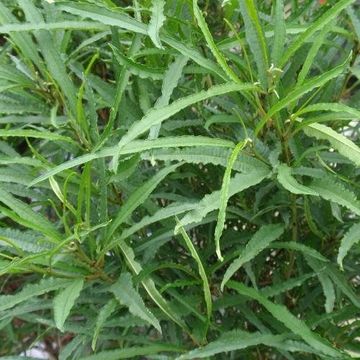 Frangula alnus FINE LINE