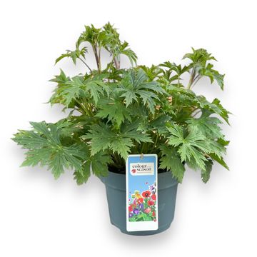 Aconitum 'Purple Sparrow'