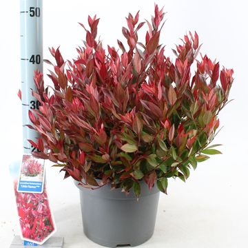 Leucothoe 'Little Flames'