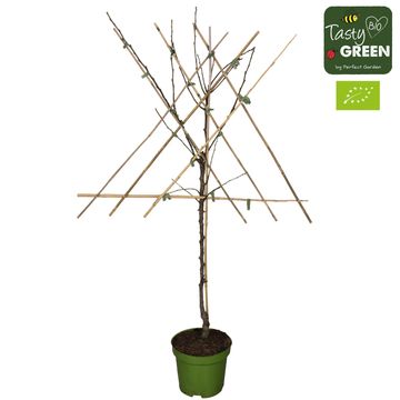 Pyrus communis 'Conference'