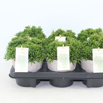 Hatiora salicornioides