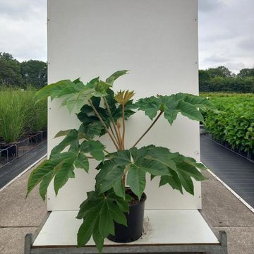 Tetrapanax papyrifer 'Rex'