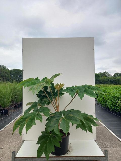 Tetrapanax papyrifer 'Rex'