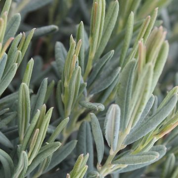 Andromeda polifolia 'Blue Lagoon'