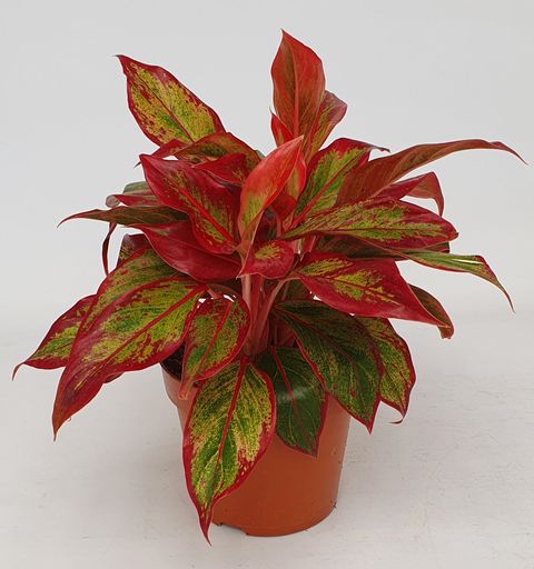 Aglaonema 'Crete Flame'