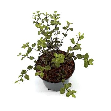 Pittosporum tenuifolium DARK DIVA