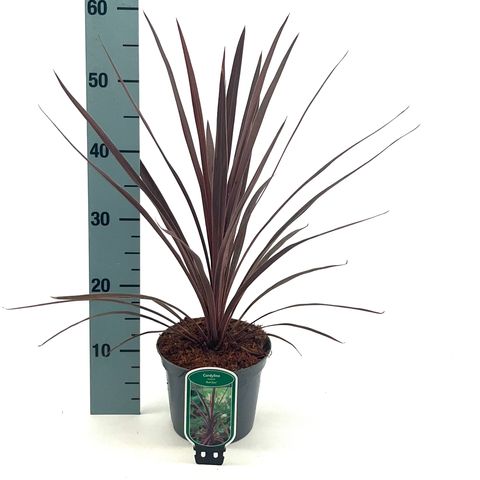Cordyline australis 'Red Star'
