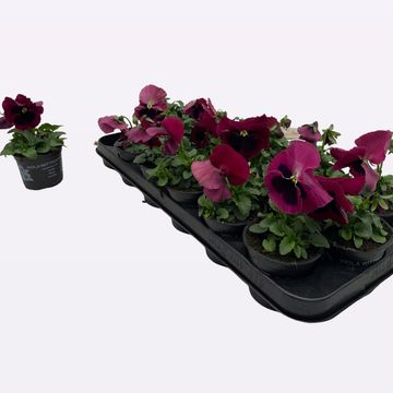 Viola x wittrockiana DELTA F1 ROSE WITH BLOTCH