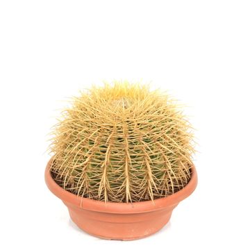 Echinocactus grusonii