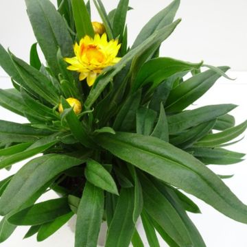 Helichrysum MIX