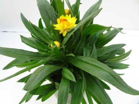 Helichrysum MIX