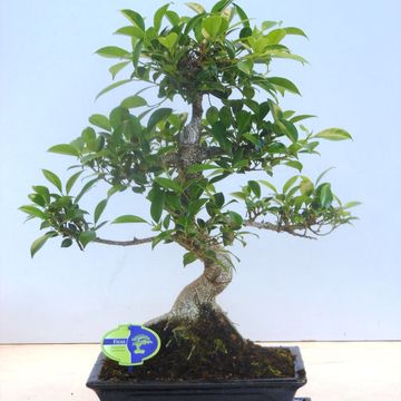 Ficus retusa