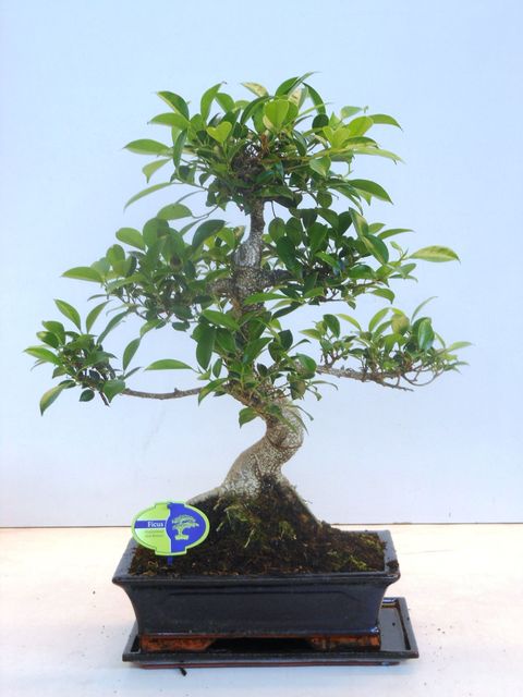 Ficus retusa