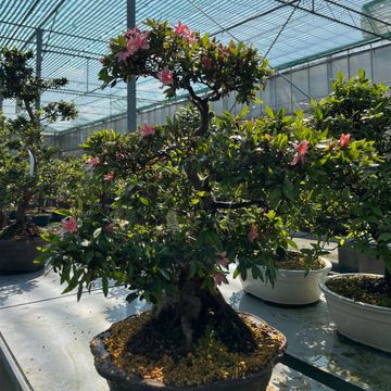 Rhododendron indicum 'Nikko'