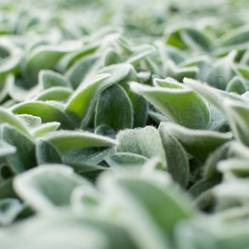 Tradescantia zebrina 'Velvet Hill'