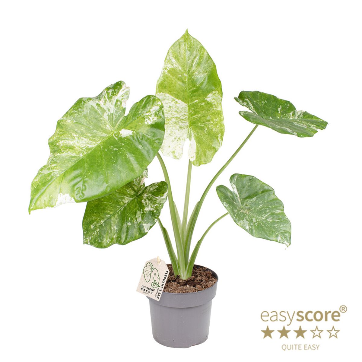 Alocasia odora 'Batik Variegata'  Plant Wholesale FlorAccess