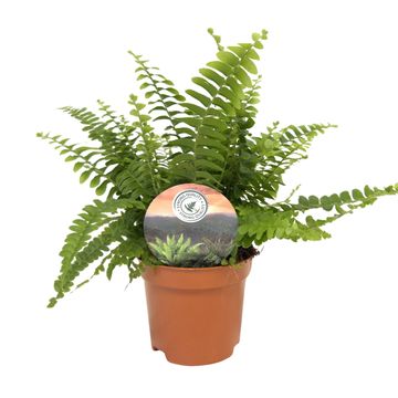 Nephrolepis exaltata 'Green Lady'