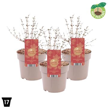 Symphoricarpos MAGICAL SWEET