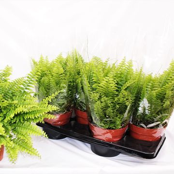 Nephrolepis exaltata 'Bostoniensis'