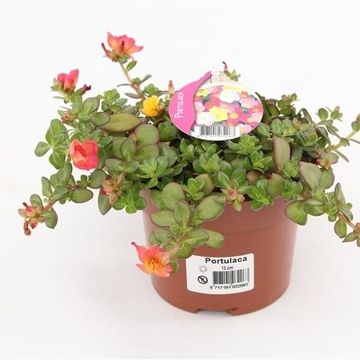Portulaca umbraticola CARNEVAL MIX