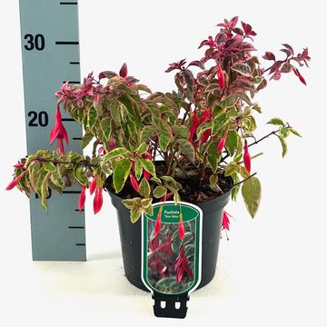Fuchsia 'Tom West'