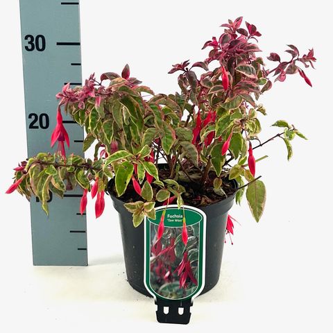 Fuchsia 'Tom West'