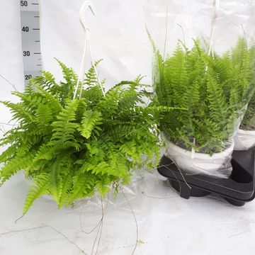 Nephrolepis exaltata 'Green Moment'