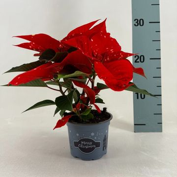 Euphorbia pulcherrima FANTASY STAR ORANGE
