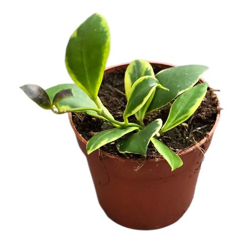Hoya heuschkeliana