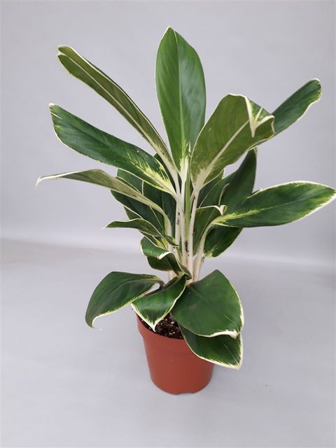 Aglaonema 'White Lime'