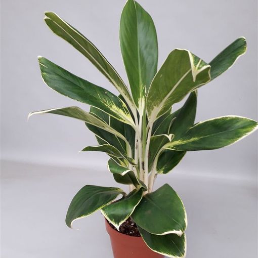 Aglaonema 'White Lime'