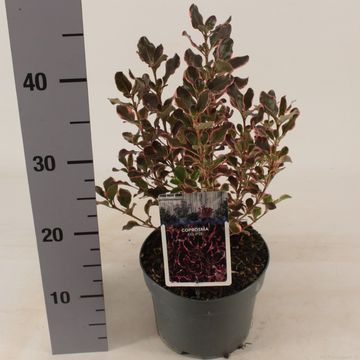 Coprosma repens ECLIPSE