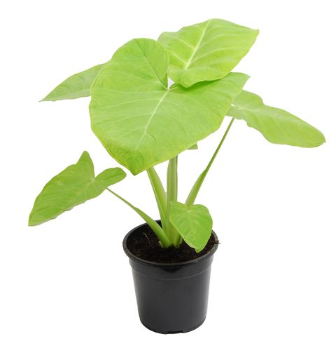 Xanthosoma sagittifolium 'Lime Zinger'