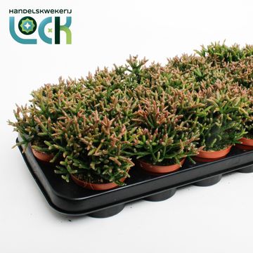 Rhipsalis burchellii