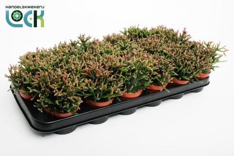 Rhipsalis burchellii