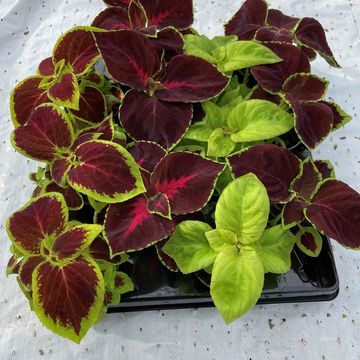 Coleus MIX