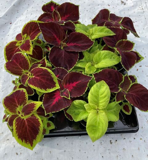 Coleus MIX