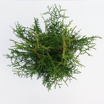 Thuja occidentalis 'Brabant'