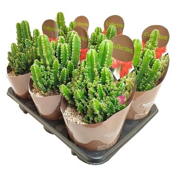 Cereus repandus inermis