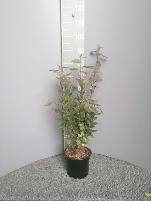 Elaeagnus x ebbingei