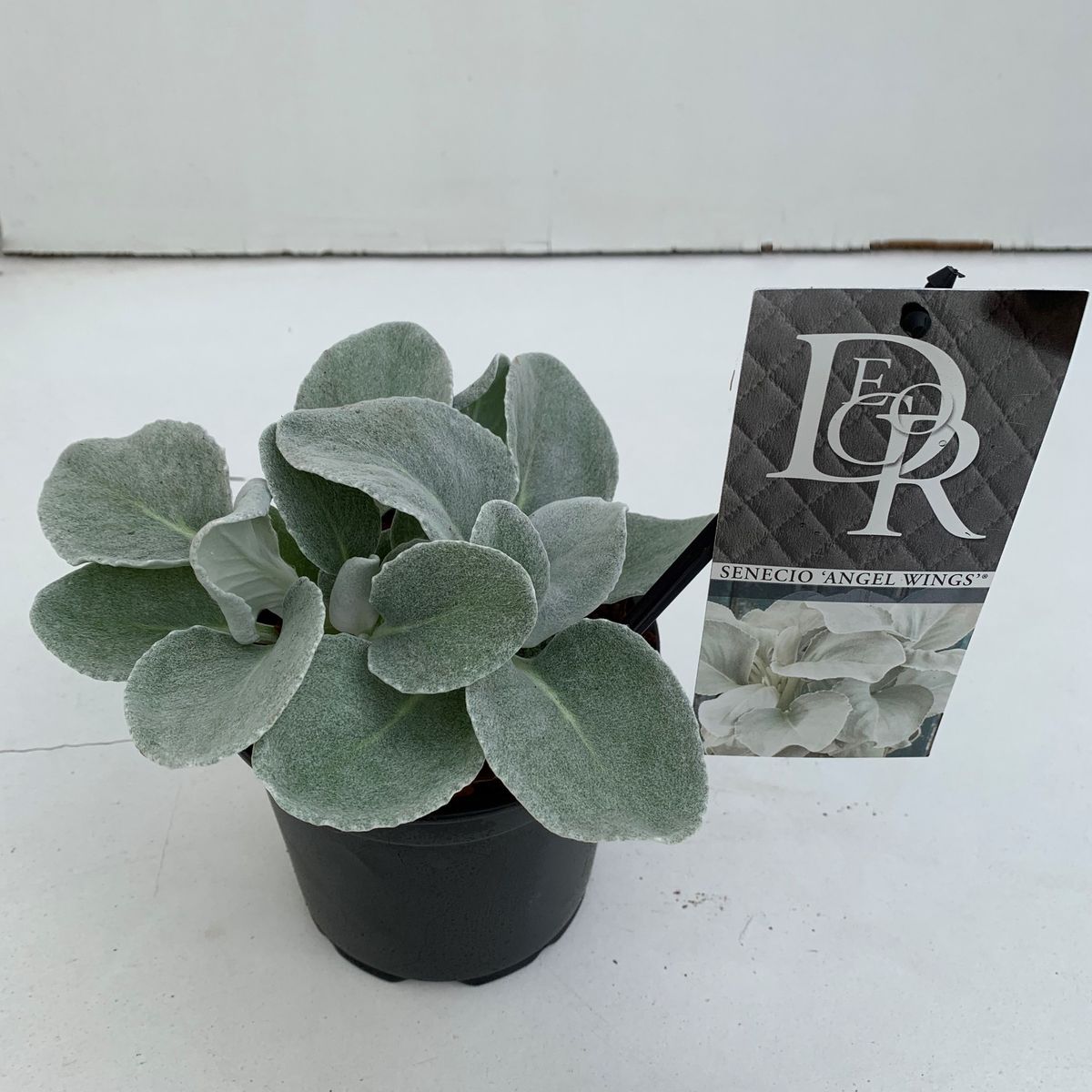 Senecio candicans ANGEL WINGS — Plant Wholesale FlorAccess