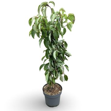 Cornus controversa 'Pagoda'