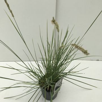 Sesleria autumnalis