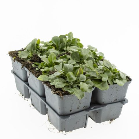 Гипсофила cerastoides