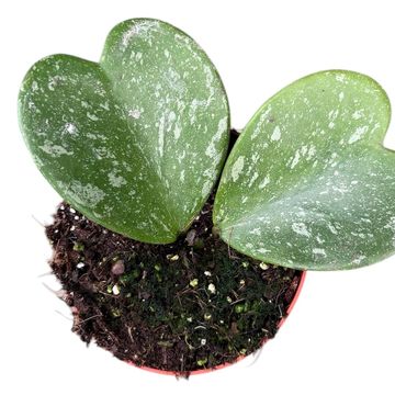 Hoya kerrii 'Splash'