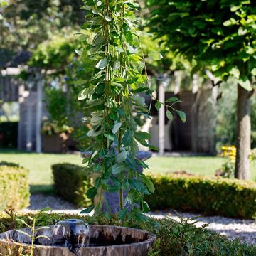 Ива caprea 'Килмарнок'