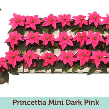 Euphorbia pulcherrima PRINCETTIA DARK PINK