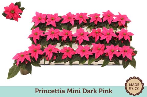 Euphorbia pulcherrima PRINCETTIA DARK PINK