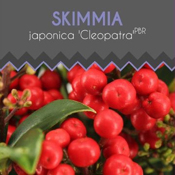 Skimmia japonica CLEOPATRA