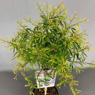 Calliandra surinamensis 'Dixie Pink'